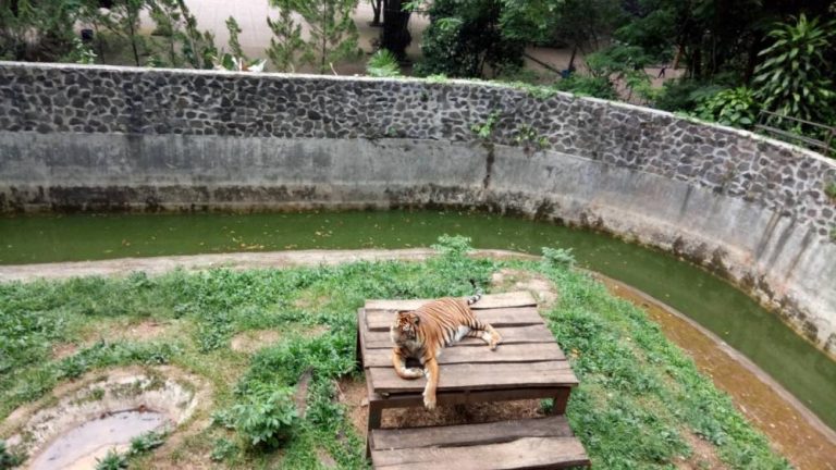 Inilah Kabar Terbari Kebun Binatang Bandung yang Perlu Anda Tahu